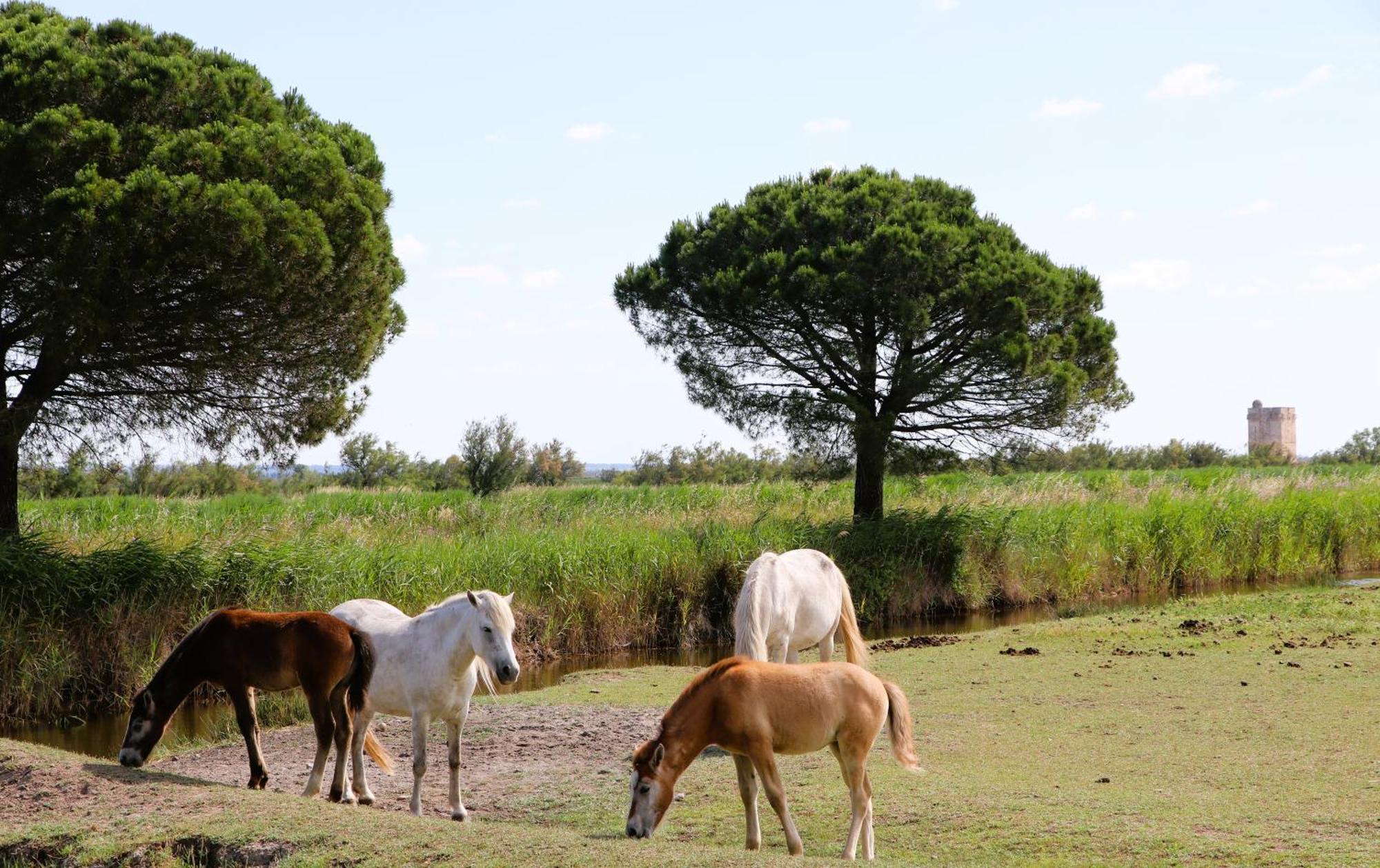 Le Mas Des Sables Aigues-Mortes Exterior photo